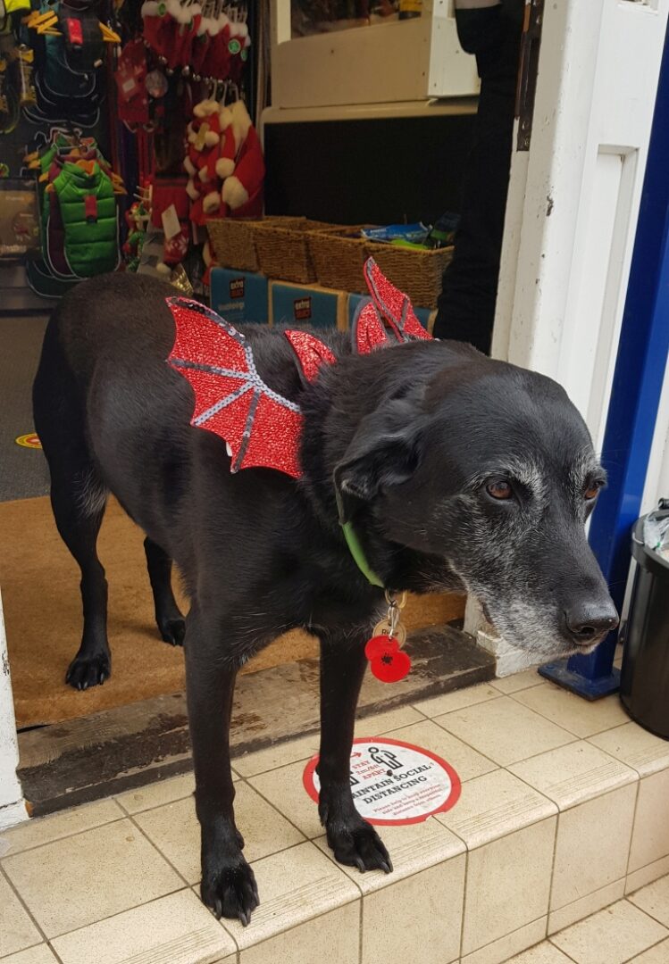 'River' the dog in Halloween costume at the Feedbarn Pet Shop