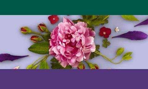 flower detail from website banner promoting RHS Virtual Chelsea Flower Show