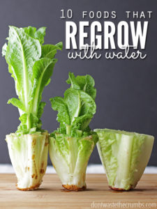 photo showing 3 stages of a lettuce regrowing from scraps, from Don't Waste The Crumbs.com