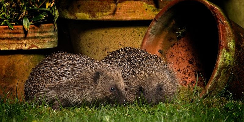 Hedgehogs photo