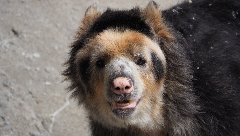 Nature Live Spectacled Bear photo