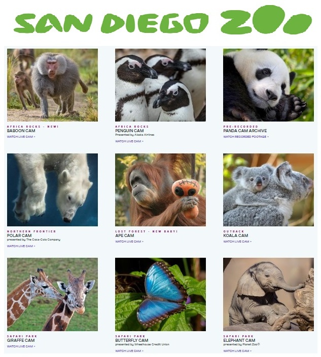grid of nine animal photos representing San Diego zoo animal cams,showing baboons, penguins, panda, polar bear, apes, koala, giraffes, butterfly & elephant