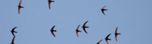 Suffolk Wildlife Trust Secret Life of Swifts Image