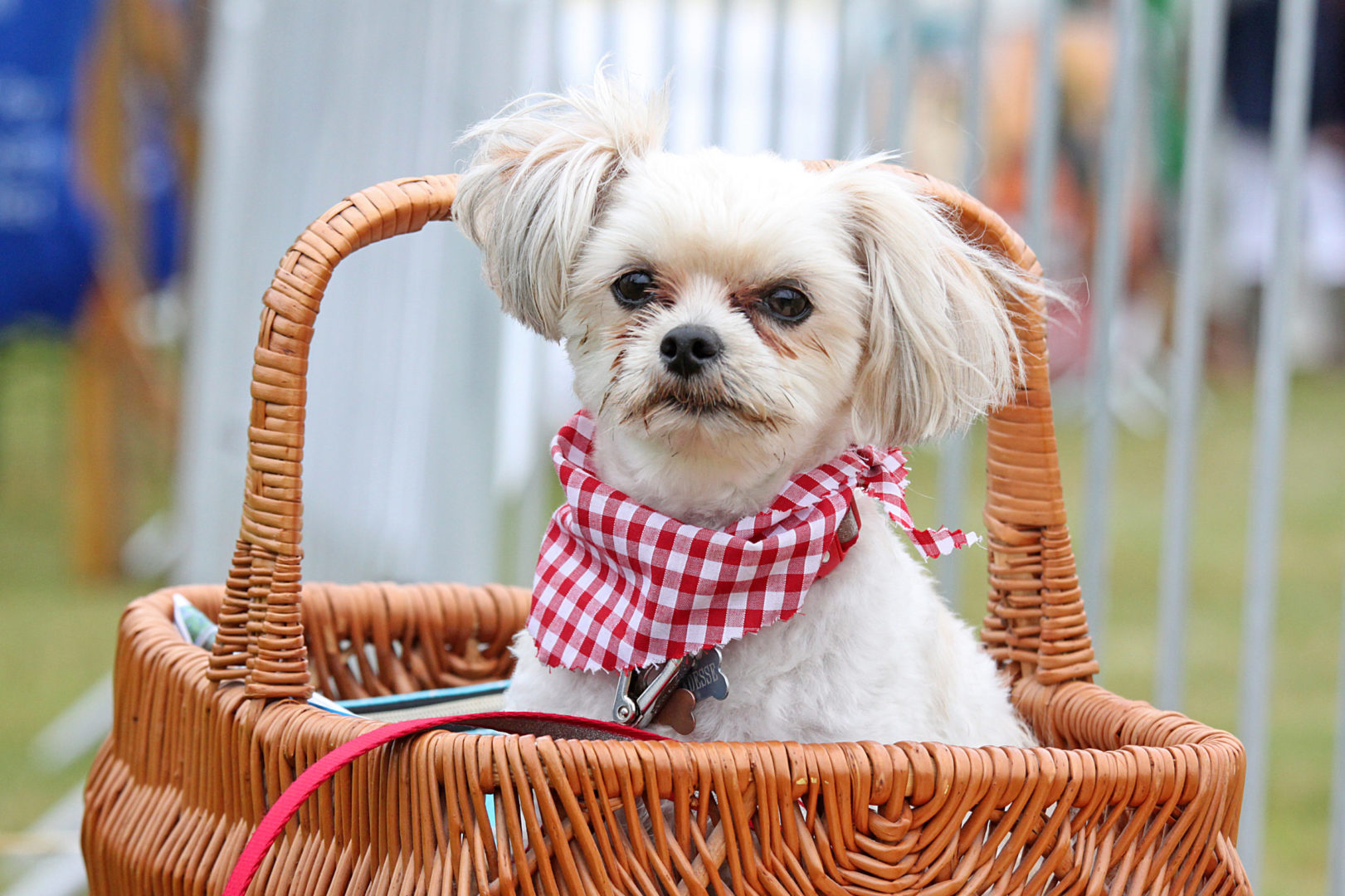 Suffolk Dog Day press photo of small dog in a wicker basket wearing a red & white check neckerchief
