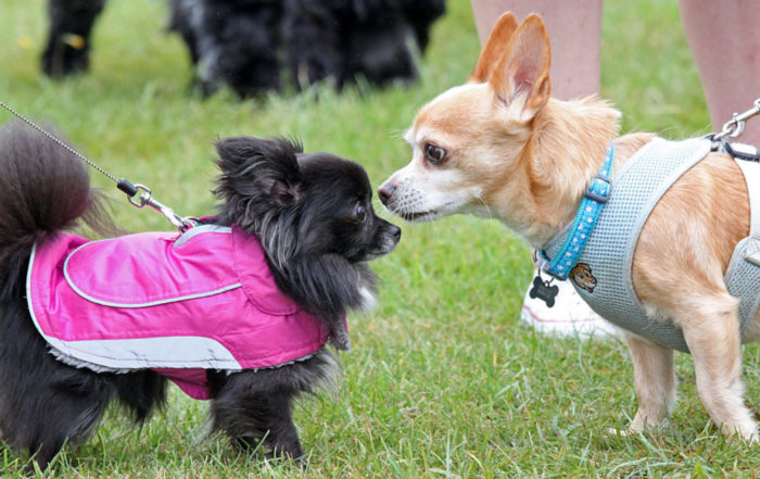 Suffolk Dog Day press photo of two small dogs in lead harnesses sniffing noses to say hello