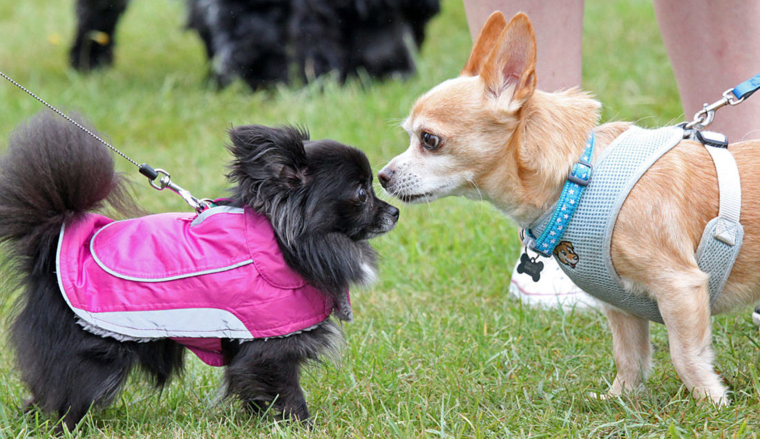 Suffolk Dog Day press photo of two small dogs in lead harnesses sniffing noses to say hello