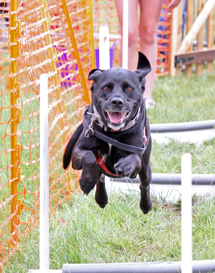 Suffolk Dog Day press photo of dog jumping hurdles on a dog agility course