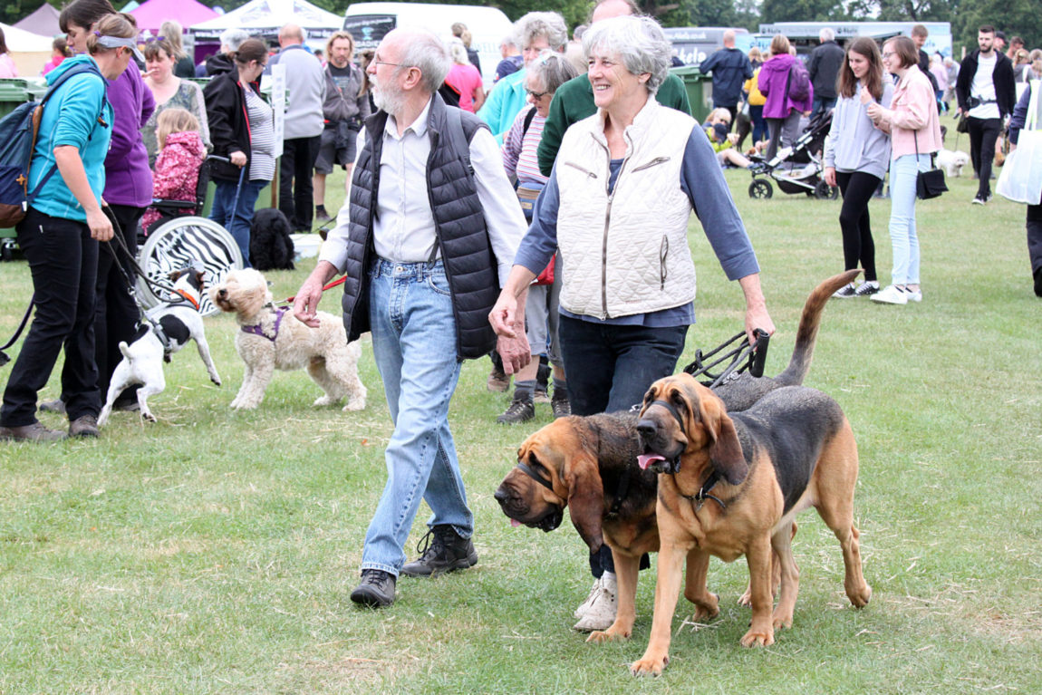 Suffolk Dog Day photo of a man and a woman walking their two large dogs into front of a background of a crowd of people and their dogs and trade stands at the Suffolk Dog Day event in 2019