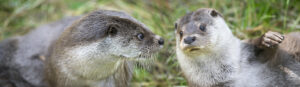 Suffolk Wildlife Trust Otters in Suffolk Image