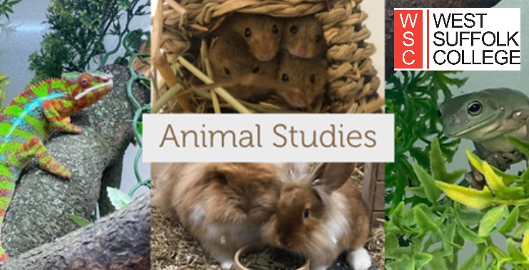 Collage of images of various small animals advertising West Suffolk College's Animal Studies course