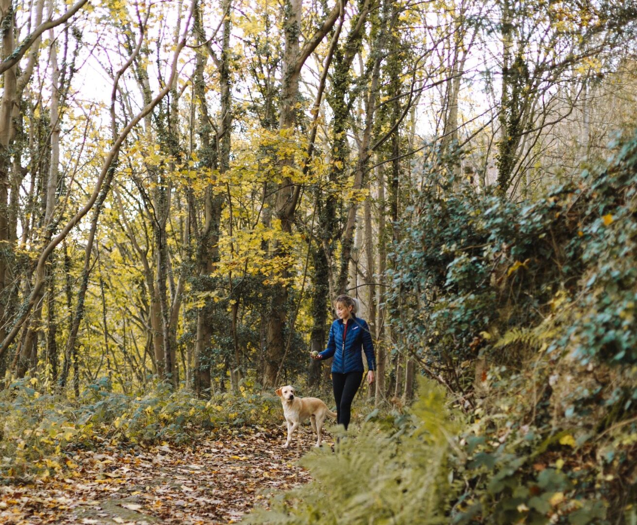 Pexels woodland walk image