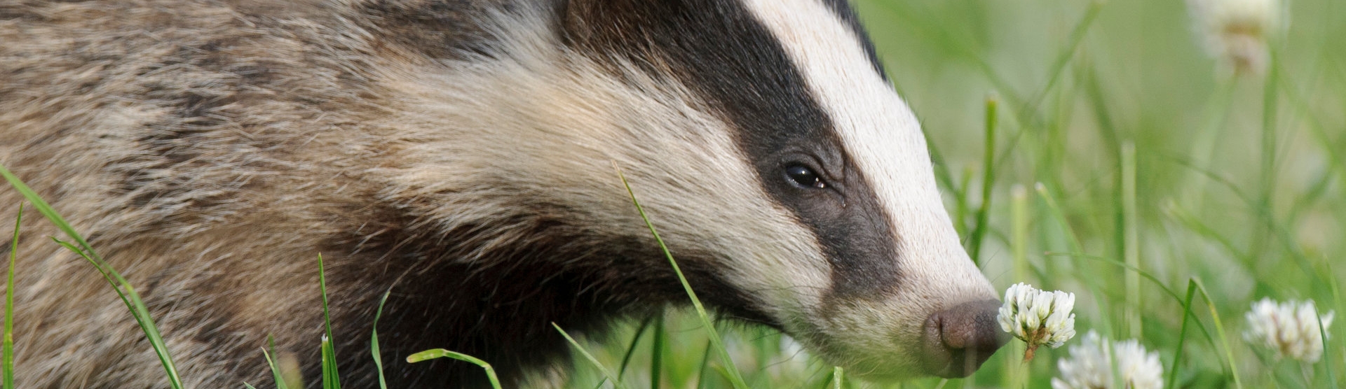 Wildlife Trust Badger Photo