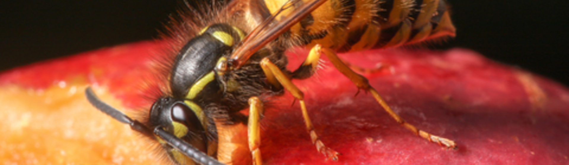 Suffolk Wildlife Trust Webinar - The Wonder Of Wasps - The Rural Coffee ...