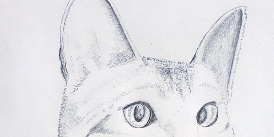 Cat Drawing Workshop by Eventbrite